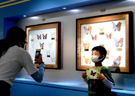 جشنواره علوم شانگهای در موزه حشره شناسی در ماه آگوست ۲۰۲۰ برگزار شد