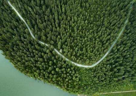 جنگل‌های نوکاشته چین عامل جذب بالای دی‌اکسیدکربن