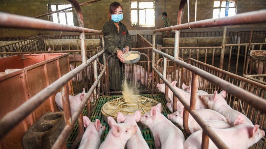 هوآوی وارد حوزه جدیدی می‌شود: کمک به مزارع پرورش خوک با هوش مصنوعی