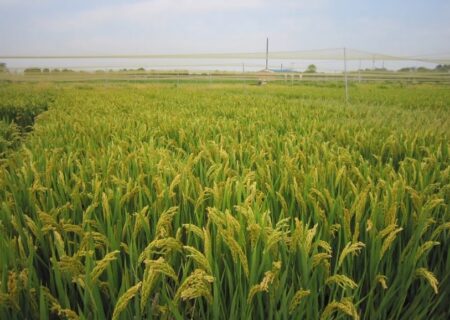 تغییر ژنتیکی برنج و کاستن تأثیر تغییرات اقلیمی