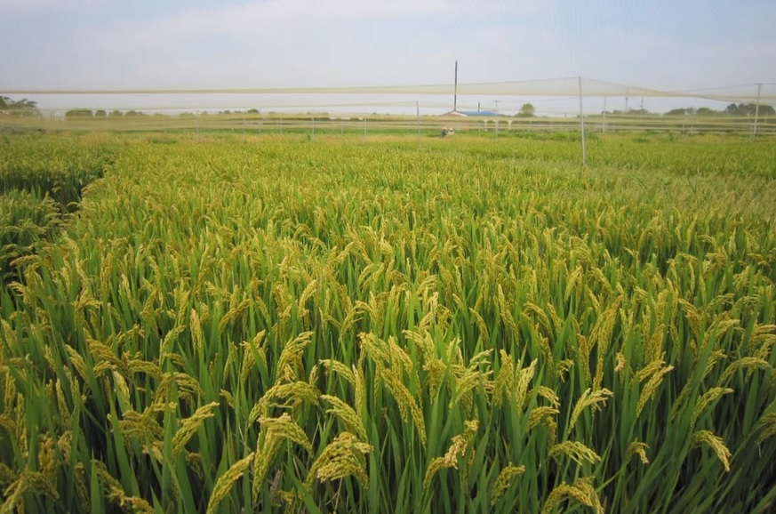 تغییر ژنتیکی برنج و کاستن تأثیر تغییرات اقلیمی