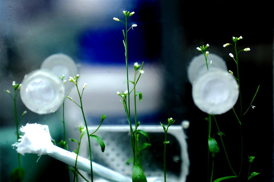 رشد و تکثیر گیاه در آزمایشگاه فضایی چین
