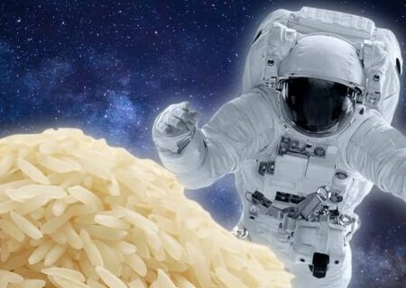برنج فضایی در مقایسه با برنج معمولی بازدهی بالایی از خود نشان داد