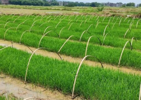 اقبال کشاورزان چینی به نوع جدیدی از برنج چندساله