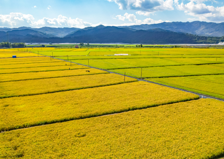 برنج چند ساله چین در فهرست ۱۰ پیشرفت برتر دنیا