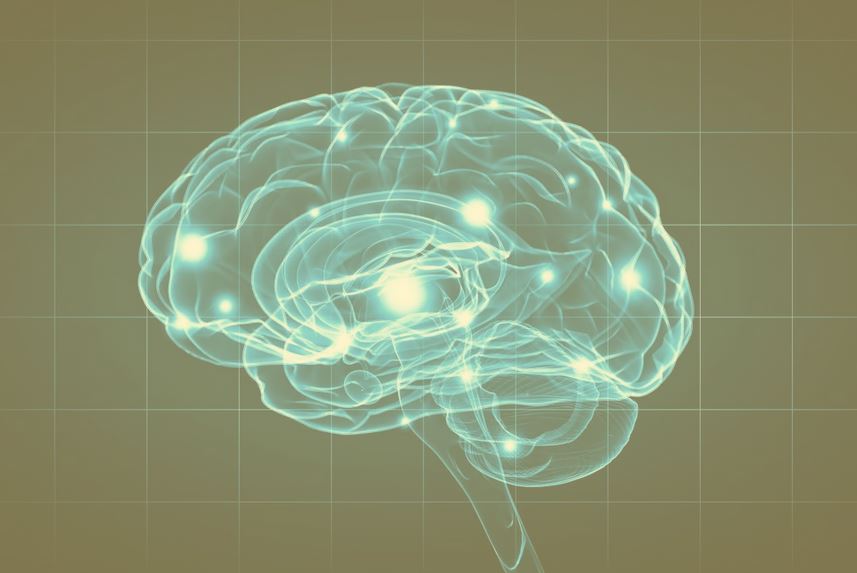 استفاده از ژن مغز انسان جهت بالا بردن مهارت‌های یادگیری و حافظه موش‌ها