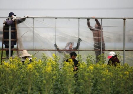 پیشرفت امنیت غذایی چین با کشت محصولات کشاورزی در خاک شور