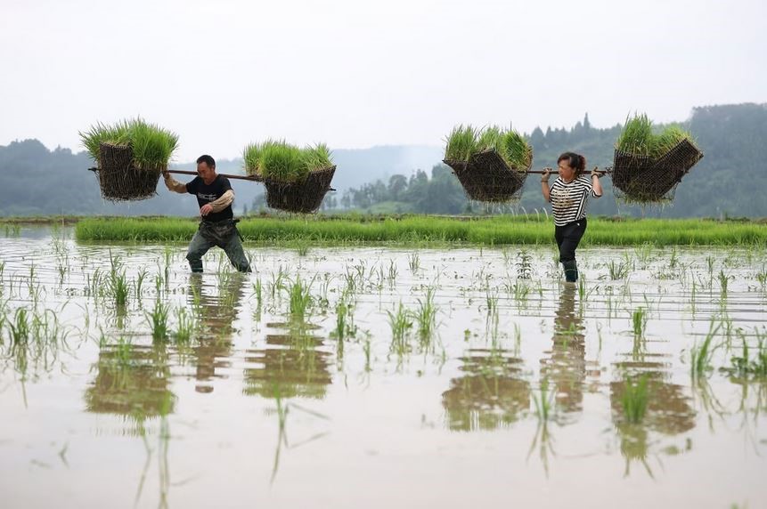 چین به دنبال برداشت برنج از مناطق کوهستانی
