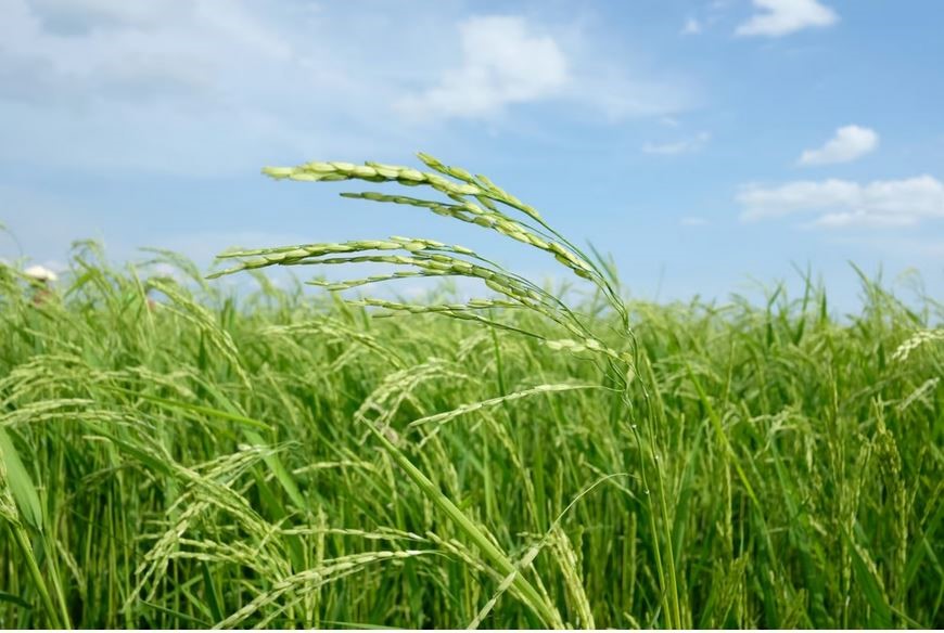 تلاش چینی‌ها برای ایجاد گونه‌ای برنج سالم‌تر و پرمحصول‌تر