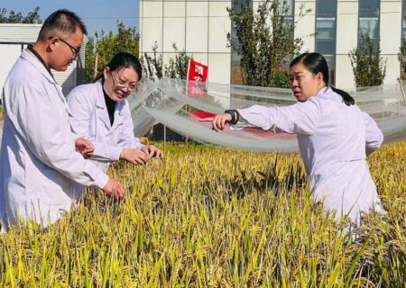 تولید برنج مقاوم به نمک در چین