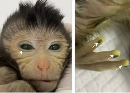 تولد زنده یک میمون کایمریک با استفاده از سلول‌های بنیادی