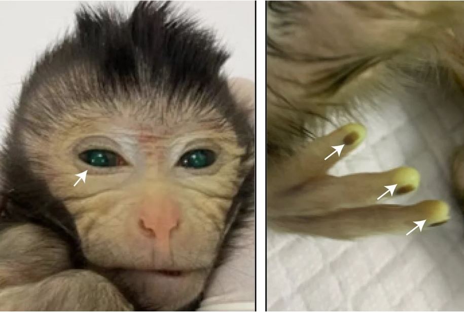 تولد زنده یک میمون کایمریک با استفاده از سلول‌های بنیادی
