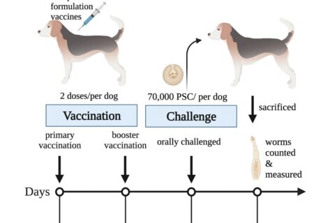 بررسی اثر حفاظتی ۶ پروتئین نوترکیب به عنوان کاندید واکسن در برابر آلودگی انگلی در سگ