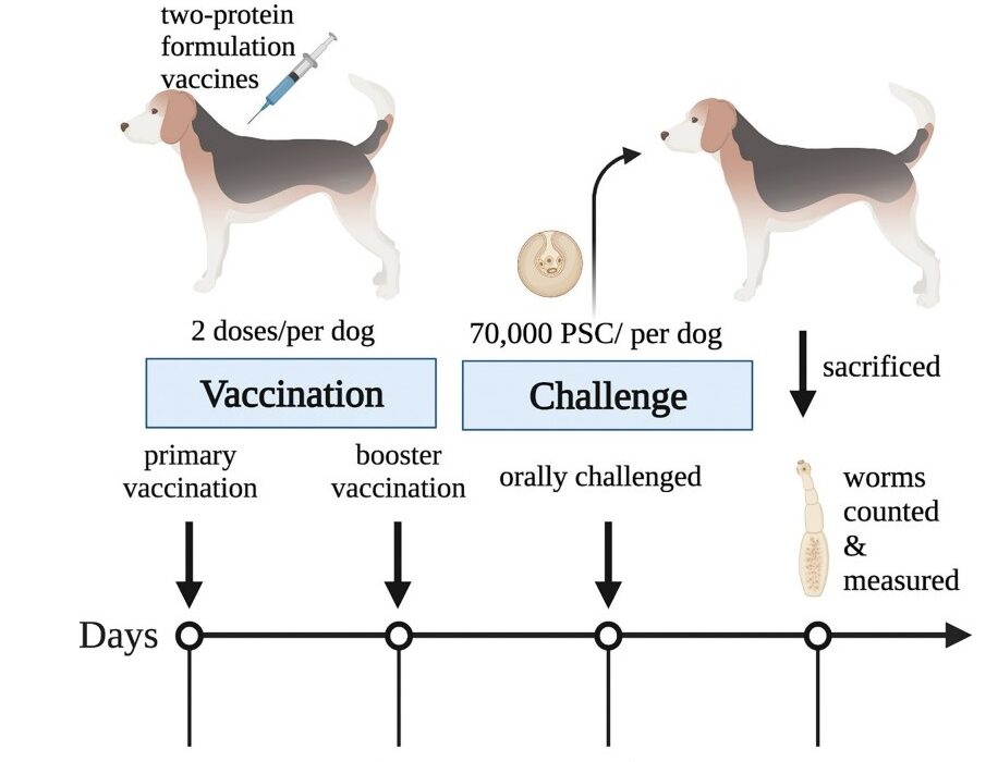 بررسی اثر حفاظتی ۶ پروتئین نوترکیب به عنوان کاندید واکسن در برابر آلودگی انگلی در سگ