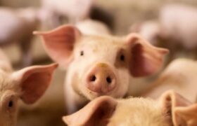 از کبد تا کلیه؛ نقطه عطف دیگری در پیوند اعضای خوک برای انسان توسط دانشمندان چینی