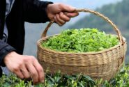 کشف راز کاهش کیفیت چای اواخر بهار