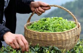 کشف راز کاهش کیفیت چای اواخر بهار