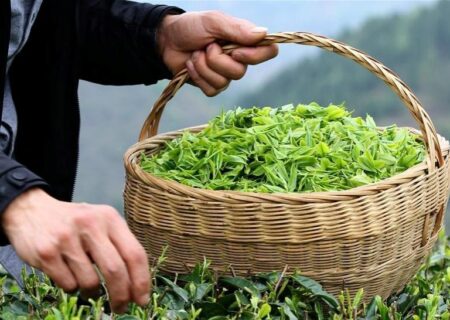 کشف راز کاهش کیفیت چای اواخر بهار