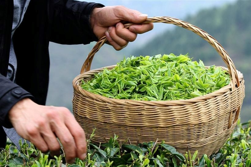 کشف راز کاهش کیفیت چای اواخر بهار