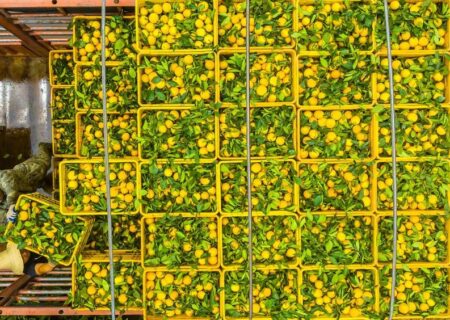 کشف مکانیسم دفاعی طبیعی برای مبارزه با سرطان مرکبات
