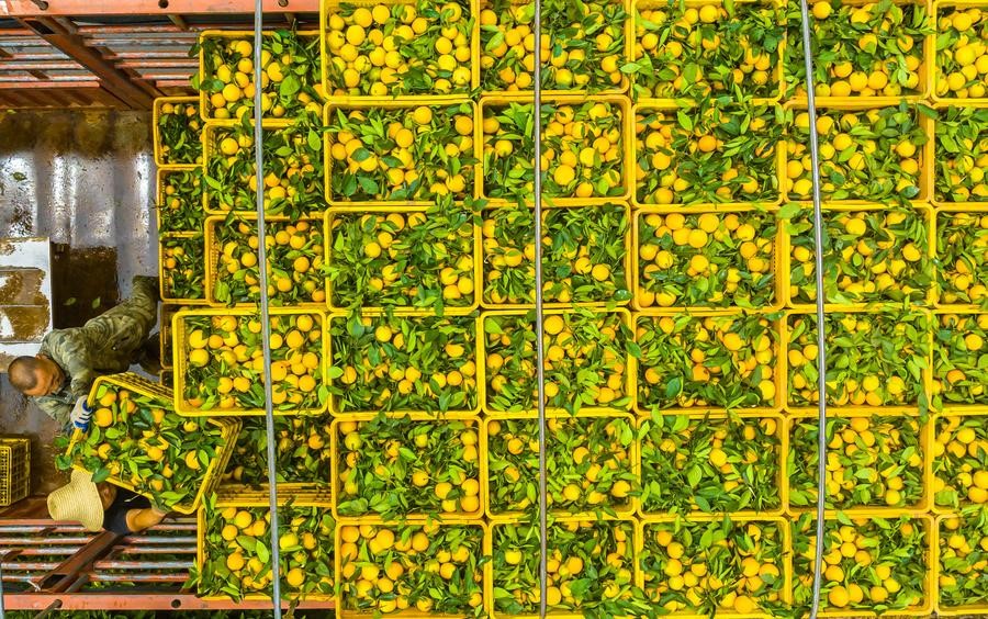 کشف مکانیسم دفاعی طبیعی برای مبارزه با سرطان مرکبات