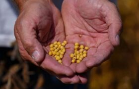 سویا؛ برگ برنده جدید چین در جنگ تجاری با آمریکا؟