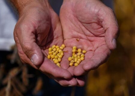 سویا؛ برگ برنده جدید چین در جنگ تجاری با آمریکا؟