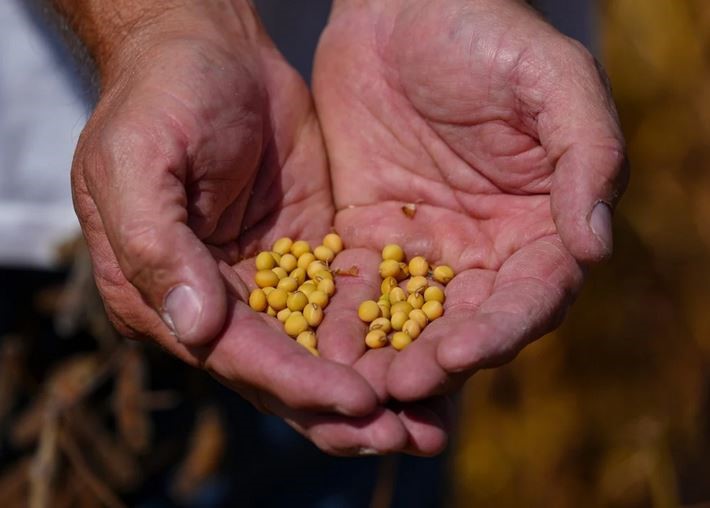 سویا؛ برگ برنده جدید چین در جنگ تجاری با آمریکا؟