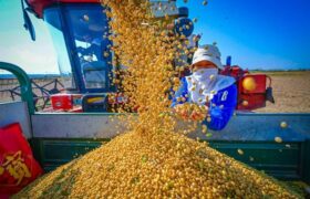 تحول بذرهای پیشرفته و کشاورزی هوشمند چین