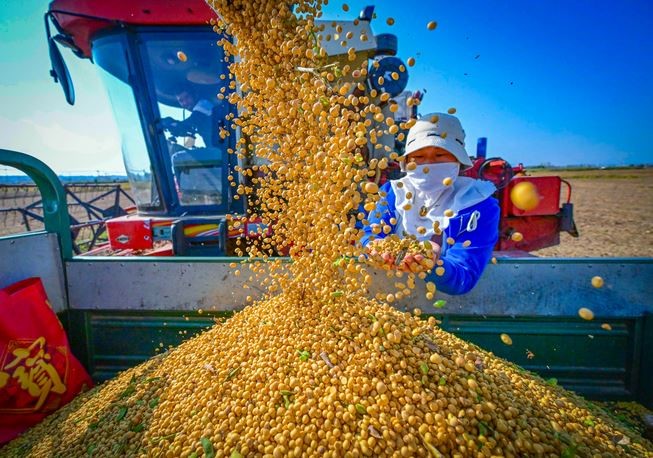 تحول بذرهای پیشرفته و کشاورزی هوشمند چین