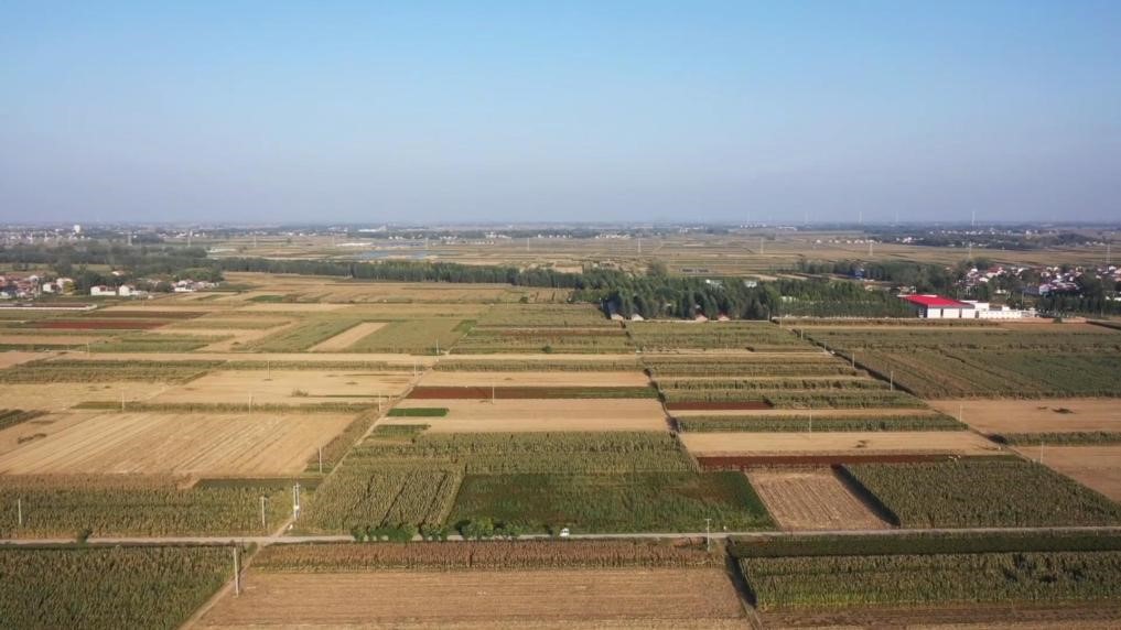 تقویت امنیت غذایی با بهره گیری کشاورزی چین از فناوری