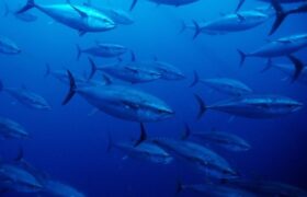 توافق چین و اروپا برای راه اندازی صندوق ۲ میلیارد یورویی در بخش دریایی