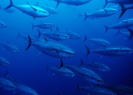 توافق چین و اروپا برای راه اندازی صندوق ۲ میلیارد یورویی در بخش دریایی