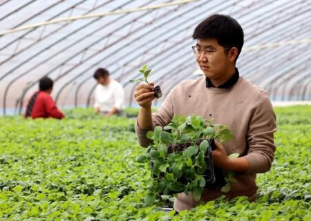 تقویت و اصلاح بذرهای چین و افزایش خودکفایی