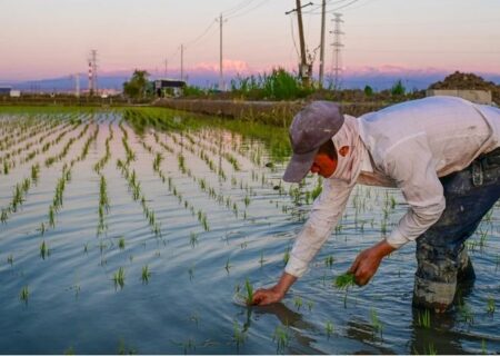 تقویت امنیت غذایی چین با هوش مصنوعی و ویرایش ژن