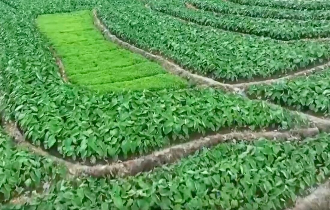 چین برای مقابله با آمارسازی کشاورزی به سراغ ماهواره و پهپاد رفت
