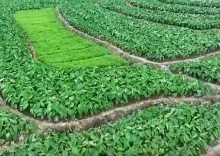 چین برای مقابله با آمارسازی کشاورزی به سراغ ماهواره و پهپاد رفت