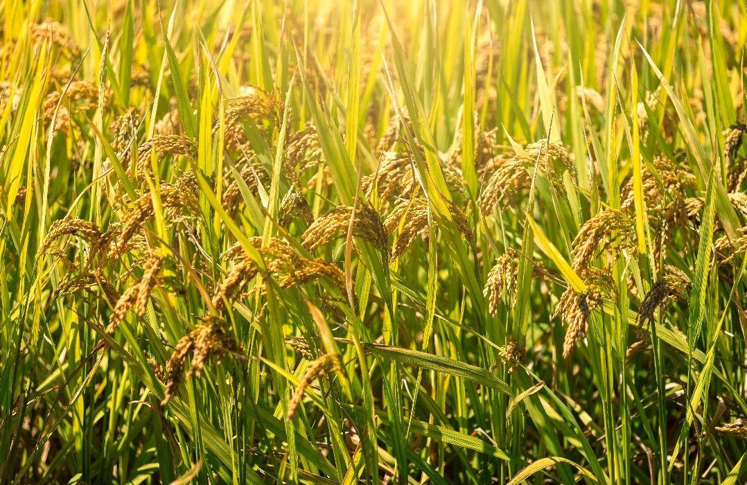 نظام جدید حفاظت از مالکیت فکری در چین برای تقویت نوآوری در اصلاح نباتات