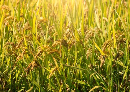 نظام جدید حفاظت از مالکیت فکری در چین برای تقویت نوآوری در اصلاح نباتات