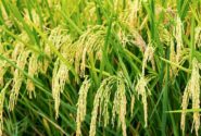 برنج هیبریدی خودتکثیرشونده؛ دستاورد جدید دانشمندان چینی