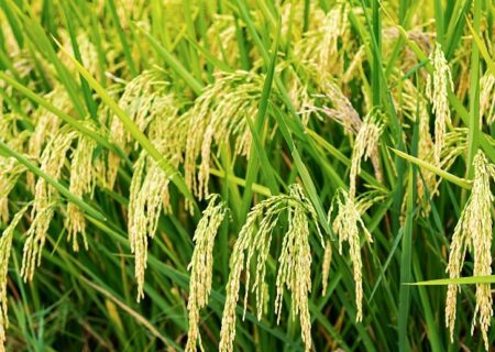 برنج هیبریدی خودتکثیرشونده؛ دستاورد جدید دانشمندان چینی